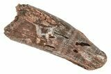 Fossil Spinosaurus Tooth - Feeding Worn Tip #215364-1